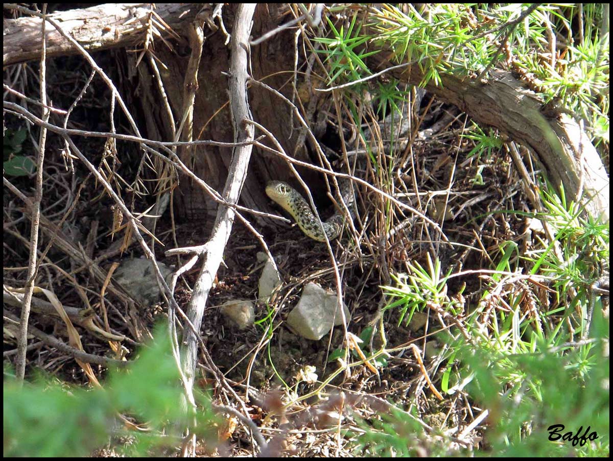 Cervone ?  No: Hierophis gemonensis